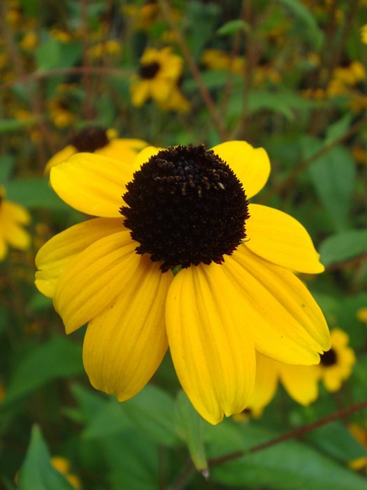 Rudbeckia triloba fleur